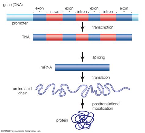 what does transcription result in